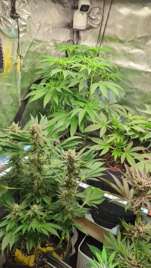 Wizard Fuel - Wizard Trees