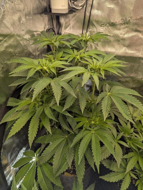 Wizard Fuel - Wizard Trees. Week 7