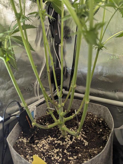 Wizard Fuel - Wizard Trees. Week 7