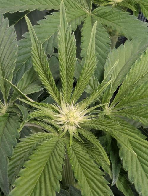 Wizard Fuel - Wizard Trees. Week 7