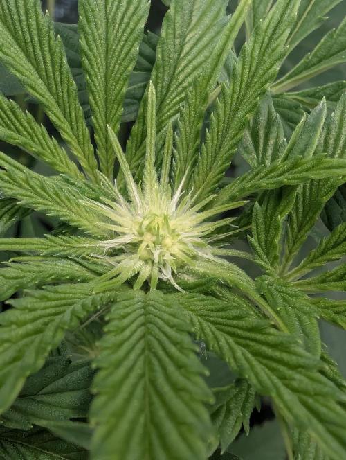 Wizard Fuel - Wizard Trees. Week 7