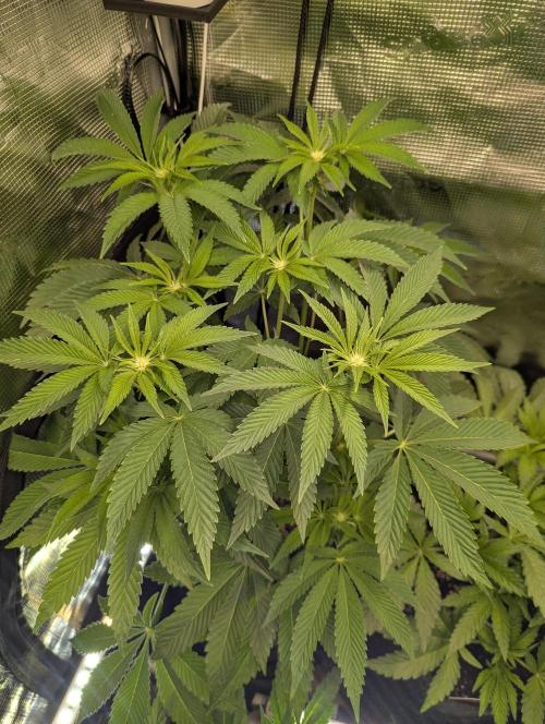 Wizard Fuel - Wizard Trees. Week 7