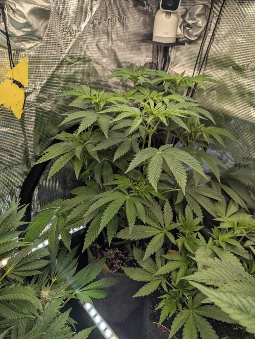Wizard Fuel - Wizard Trees. Week 7