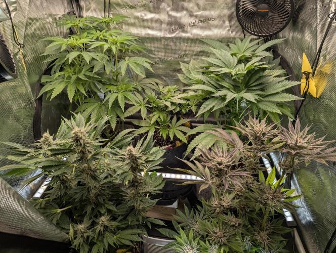 Wizard Fuel - Wizard Trees. Week 7