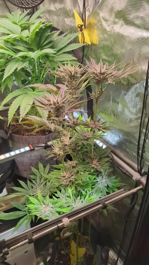 RS11 x Banana OG - Barney's Farm