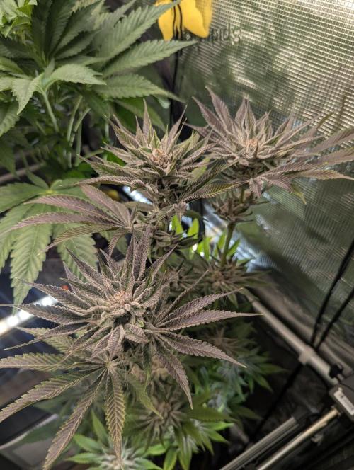 RS11 x Banana OG - Barney's Farm. Week 13