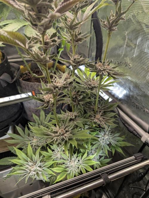 RS11 x Banana OG - Barney's Farm. Week 13