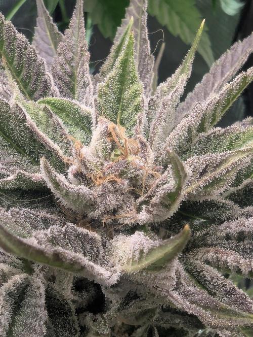 RS11 x Banana OG - Barney's Farm. Week 13
