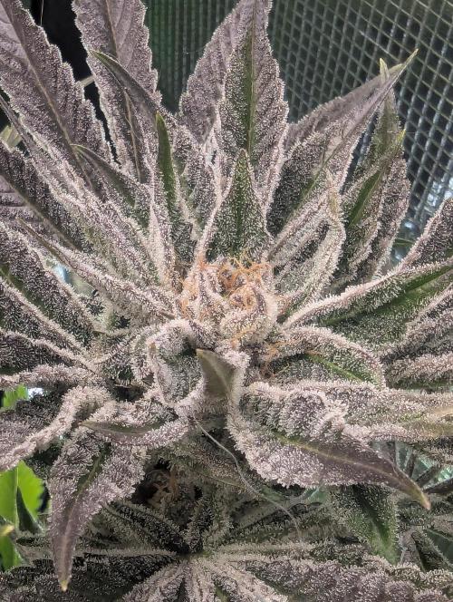 RS11 x Banana OG - Barney's Farm. Week 13