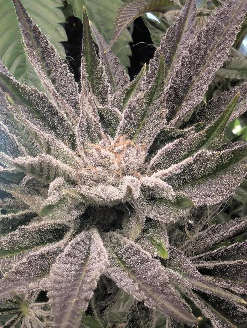 RS11 x Banana OG - Barney's Farm. Week 13