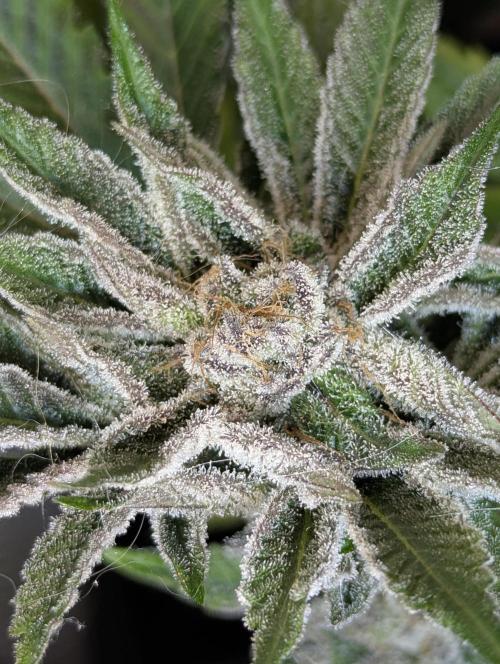 RS11 x Banana OG - Barney's Farm. Week 13