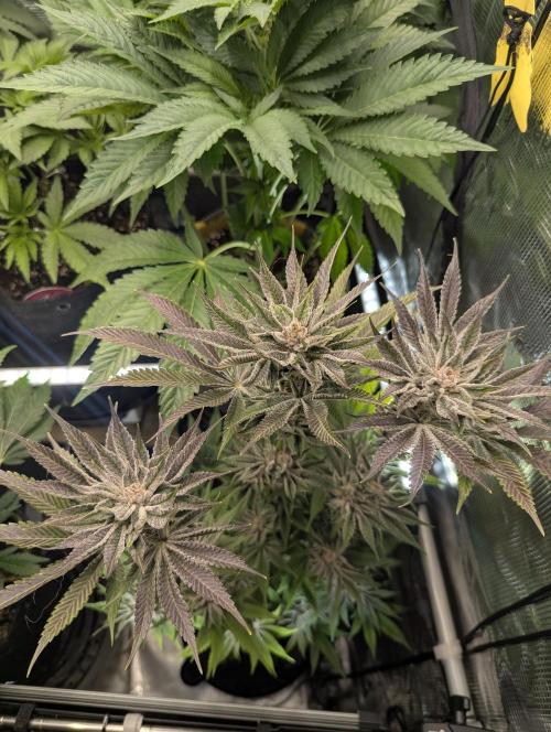 RS11 x Banana OG - Barney's Farm. Week 13