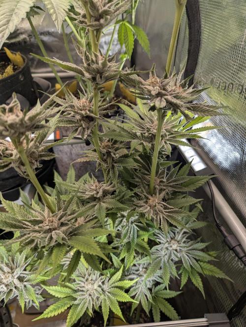 RS11 x Banana OG - Barney's Farm. Week 13