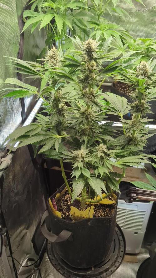 Zkittlez - Growers Choice
