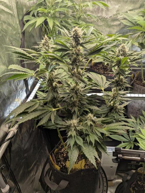 Zkittlez - Growers Choice. Week 9