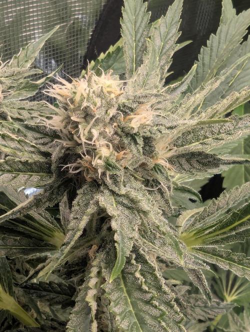 Zkittlez - Growers Choice. Week 9