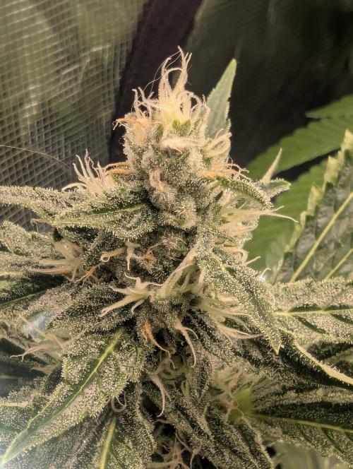 Zkittlez - Growers Choice. Week 9