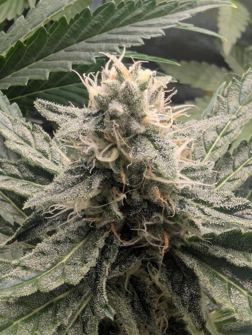 Zkittlez - Growers Choice. Week 9