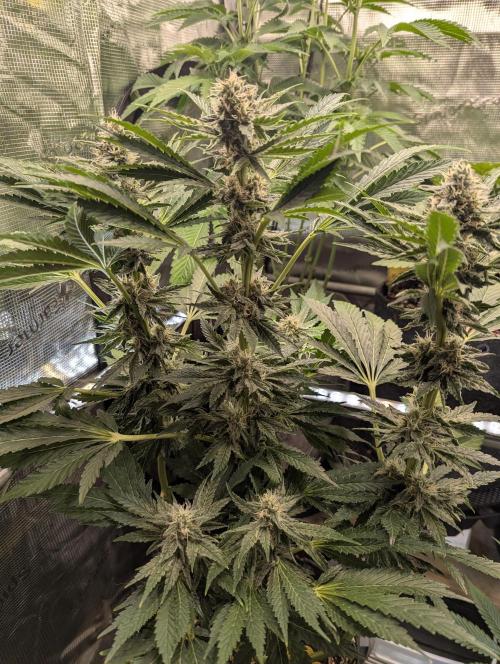 Zkittlez - Growers Choice. Week 9