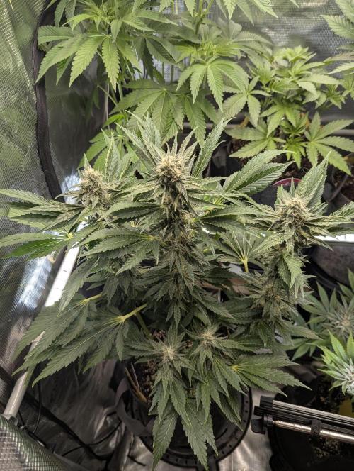 Zkittlez - Growers Choice. Week 9