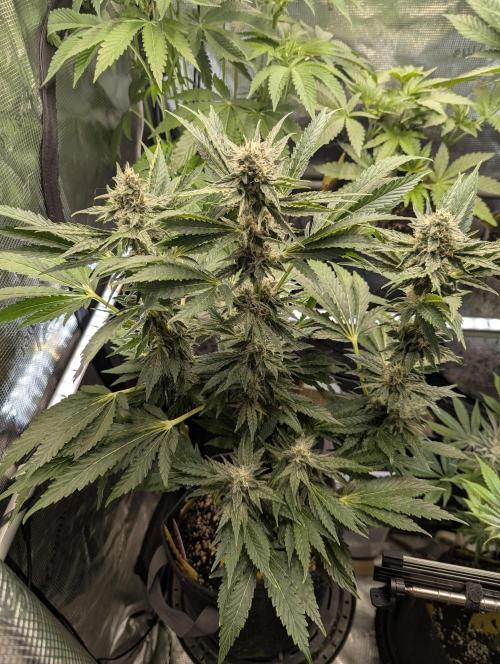Zkittlez - Growers Choice. Week 9