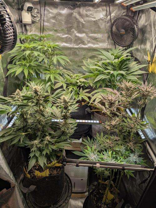 Zkittlez - Growers Choice. Week 9