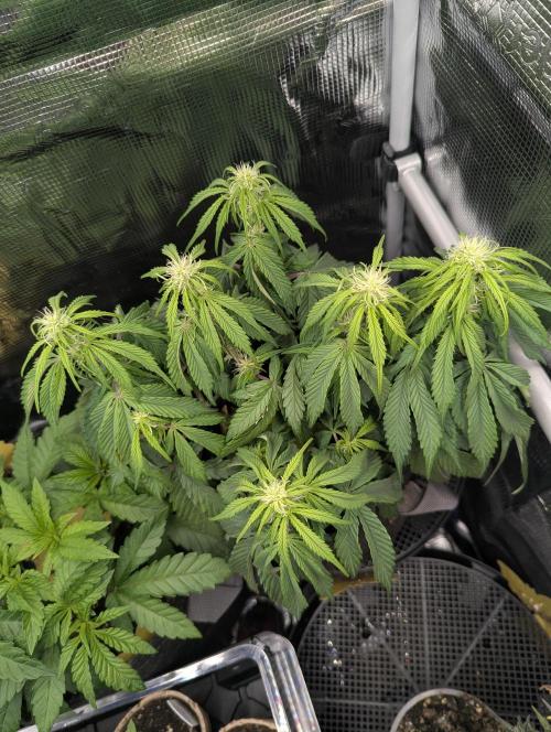 AlienZ Automatic - Greenhouse Seed Co.. Week 6