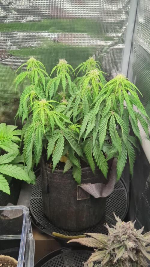 AlienZ Automatic - Greenhouse Seed Co.