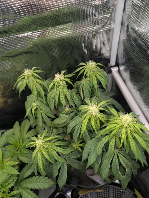 AlienZ Automatic - Greenhouse Seed Co.. Week 6