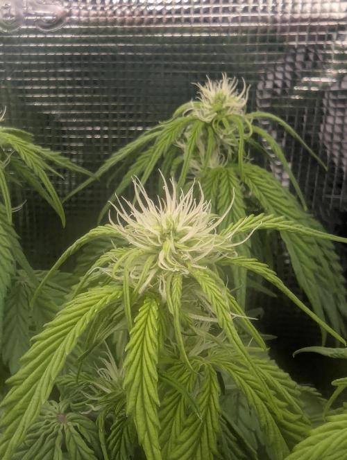 AlienZ Automatic - Greenhouse Seed Co.. Week 6