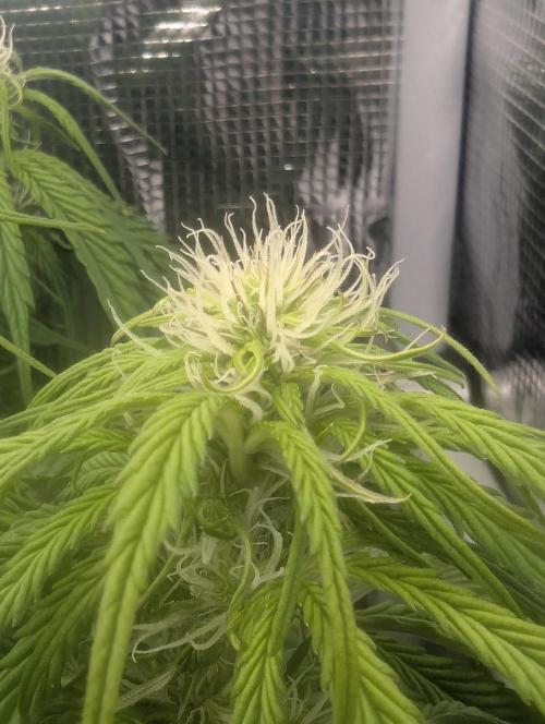AlienZ Automatic - Greenhouse Seed Co.. Week 6