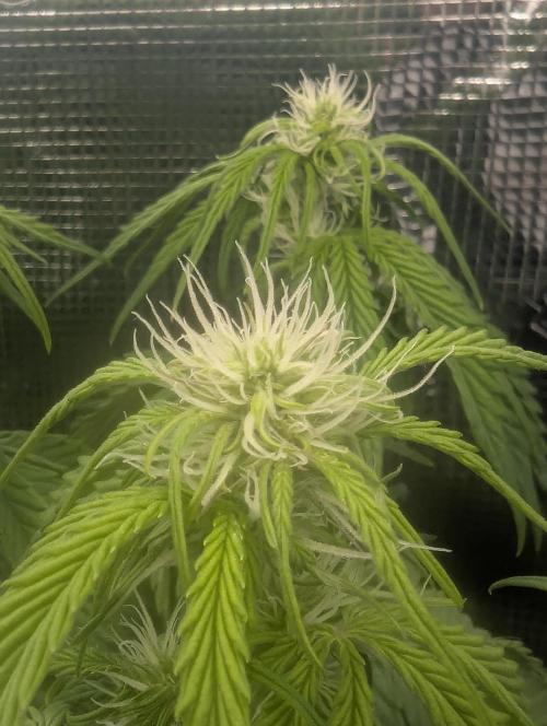 AlienZ Automatic - Greenhouse Seed Co.. Week 6