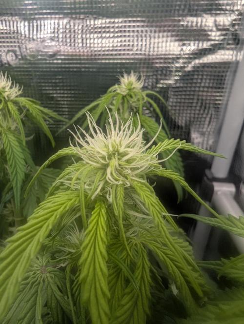 AlienZ Automatic - Greenhouse Seed Co.. Week 6