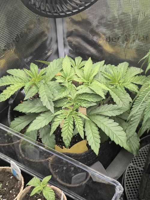Zhampagne - Compound Genetics. Week 4