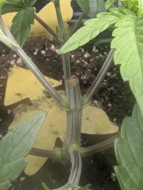 Zhampagne - Compound Genetics. Week 4