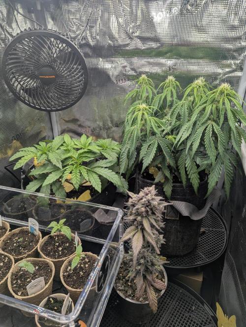Zhampagne - Compound Genetics. Week 4