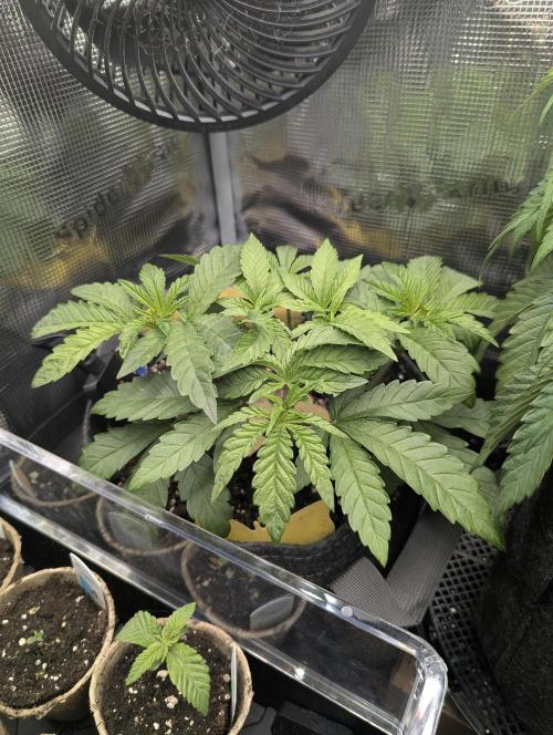 Zhampagne - Compound Genetics. Week 4