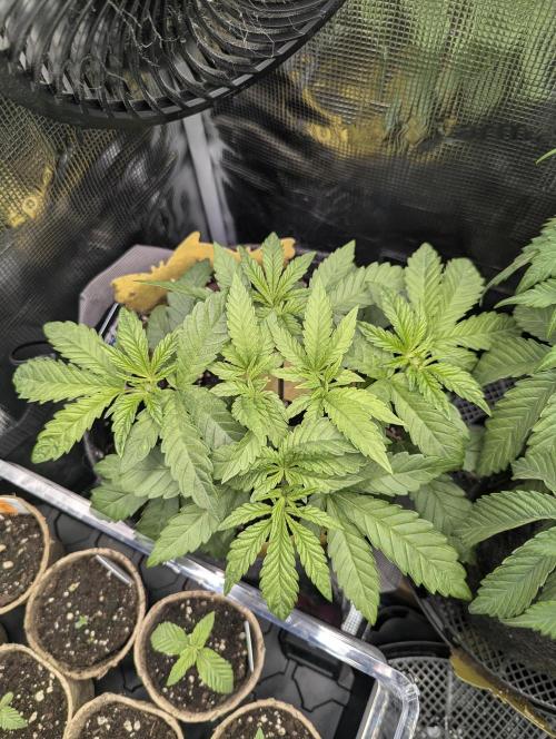 Zhampagne - Compound Genetics. Week 4