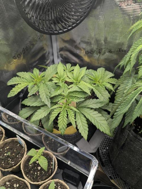 Zhampagne - Compound Genetics. Week 4