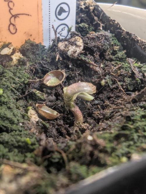 TB SkittleZ Auto - Bulldog Seeds. Week 0