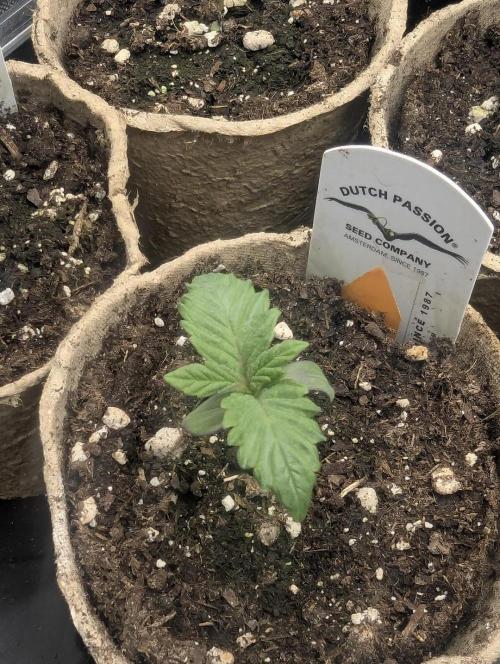 Grand Prixx - Wizard Trees. Week 0