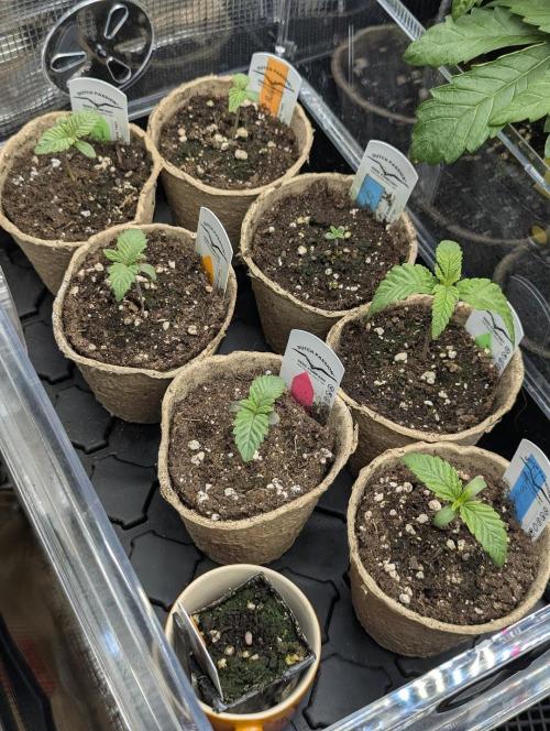 Grand Prixx - Wizard Trees. Week 0