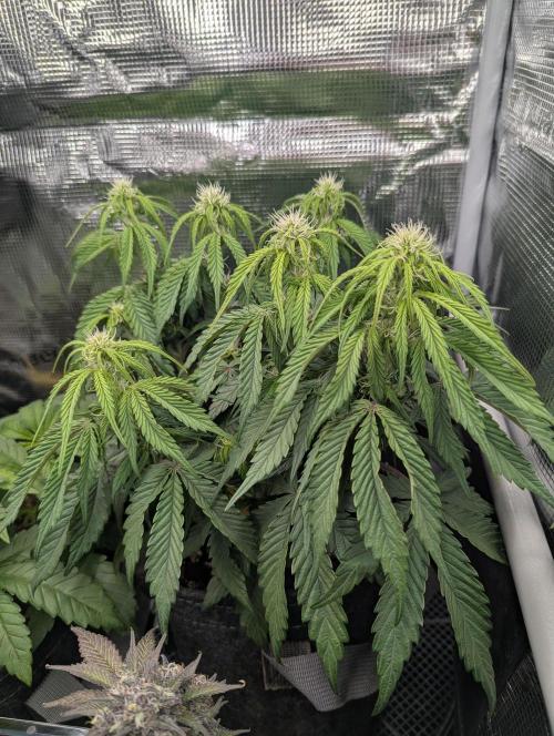 AlienZ Automatic - Greenhouse Seed Co.. Week 6