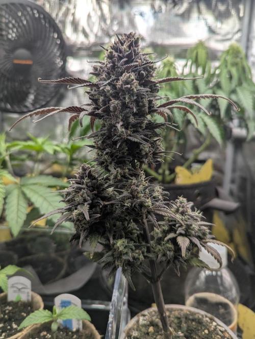 Strawberry Gorilla Auto - FastBuds. Week 10