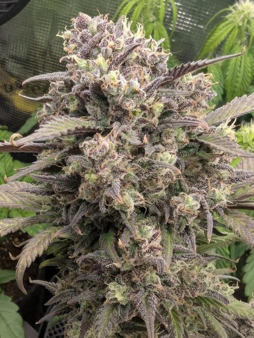 Strawberry Gorilla Auto - FastBuds. Week 10