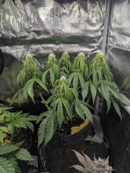 AlienZ Automatic - Greenhouse Seed Co.. Week 6