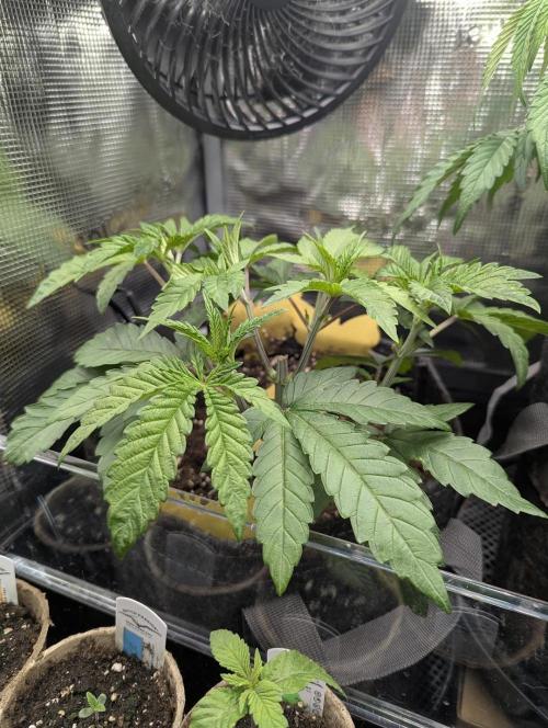 Zhampagne - Compound Genetics. Week 4