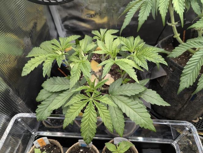 Zhampagne - Compound Genetics. Week 4