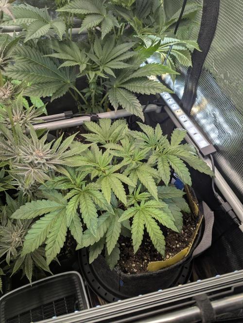 Zhampagne - Compound Genetics. Week 4