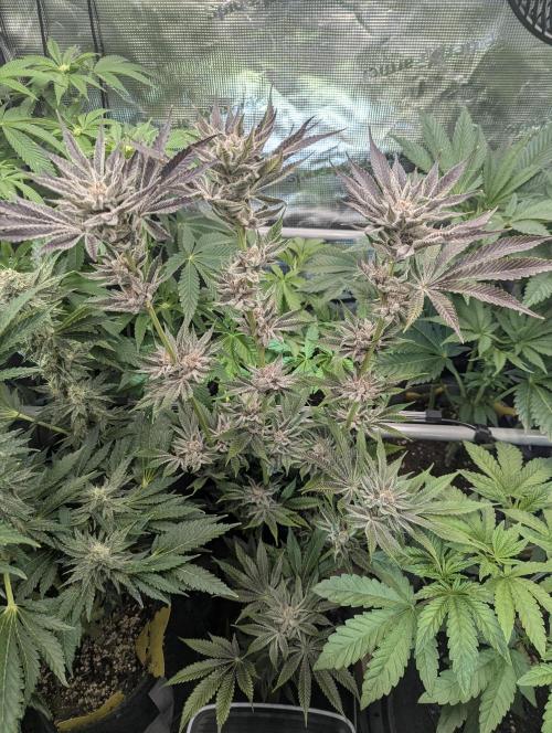 Zhampagne - Compound Genetics. Week 4